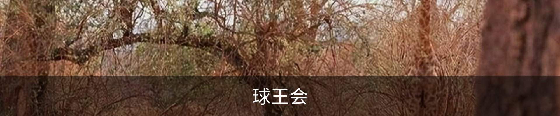 球王会